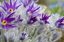 flowering Pulsatilla halleri