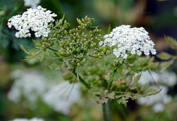 Aethusa cynapium subsp. elata - Hohe Hundspetersilie (Apiaceae)